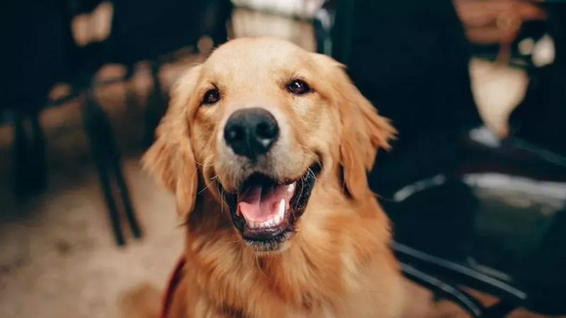 Reliance की नई घोषणा ने कंपनियों की नींद उड़ा दी, लेकिन Dog लवर्स के लिए खुशखबरी